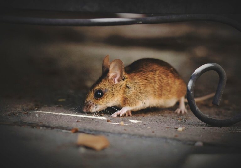 house mouse